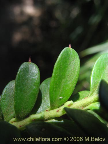 Imágen de Maytenus disticha (Racoma / Maitencito). Haga un clic para aumentar parte de imágen.